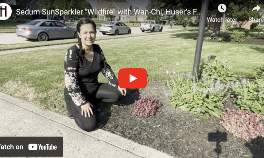 Discovering the Sedum SunSparkler “Wildfire” with Wan-Chi (Video)